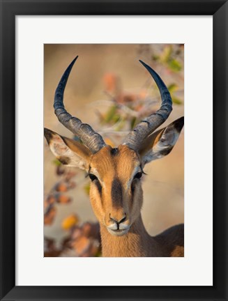 Framed Black-Faced Impala, Etosha National Park, Namibia Print