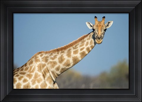 Framed Southern Giraffe, Etosha National Park, Namibia Print