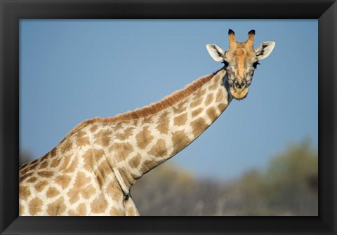 Framed Southern Giraffe, Etosha National Park, Namibia Print