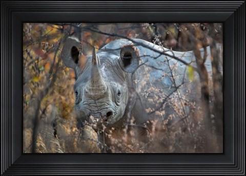 Framed Black Rhinoceros, Etosha National Park, Namibia Print
