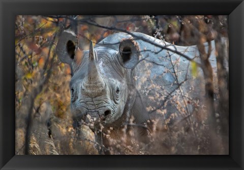 Framed Black Rhinoceros, Etosha National Park, Namibia Print