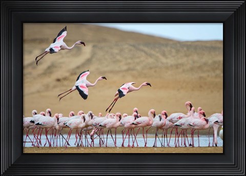 Framed Greater Flamingos, Namibia Print