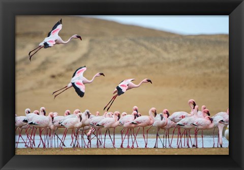 Framed Greater Flamingos, Namibia Print