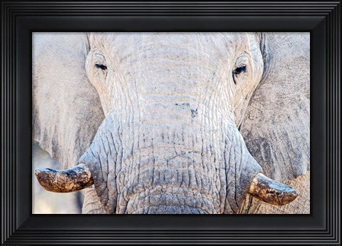Framed African Elephant, Etosha National Park, Namibia Print