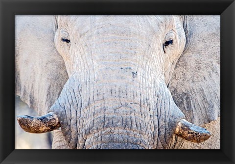 Framed African Elephant, Etosha National Park, Namibia Print