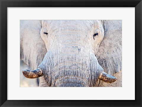 Framed African Elephant, Etosha National Park, Namibia Print