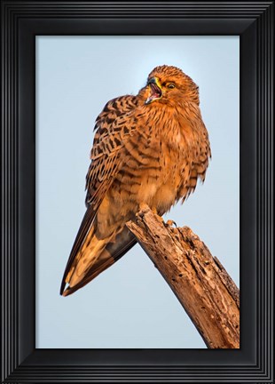 Framed Greater Kestrel, Etosha National Park, Namibia Print