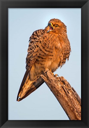 Framed Greater Kestrel, Etosha National Park, Namibia Print