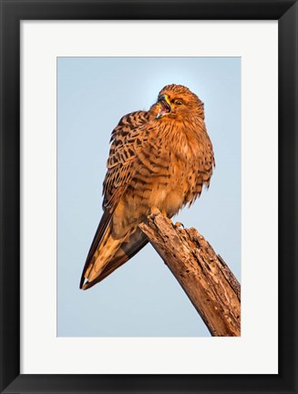 Framed Greater Kestrel, Etosha National Park, Namibia Print