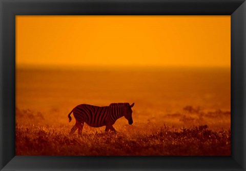 Framed Zebra in a Field, Etosha National Park, Namibia Print