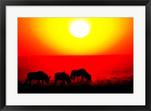 Framed Wildebeests, Etosha National Park, Namibia Print