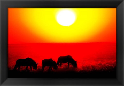 Framed Wildebeests, Etosha National Park, Namibia Print