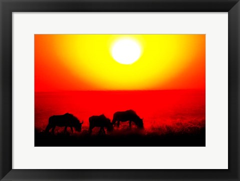 Framed Wildebeests, Etosha National Park, Namibia Print