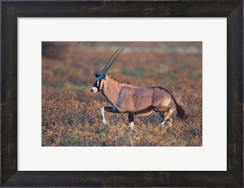 Framed Gemsbok, Etosha National Park, Namibia Print