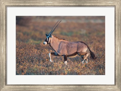 Framed Gemsbok, Etosha National Park, Namibia Print