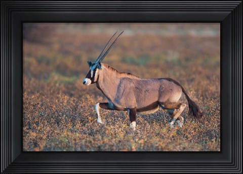Framed Gemsbok, Etosha National Park, Namibia Print