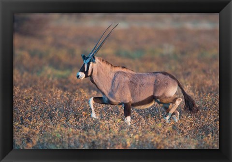 Framed Gemsbok, Etosha National Park, Namibia Print