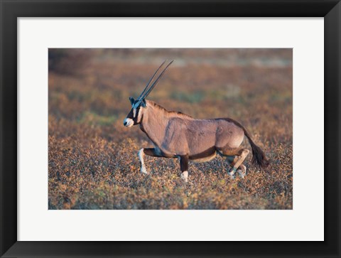 Framed Gemsbok, Etosha National Park, Namibia Print