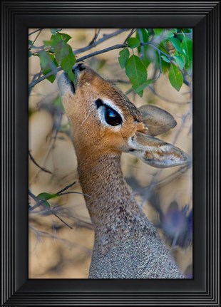 Framed Damara Dik-Dik, Etosha National Park, Namibia Print
