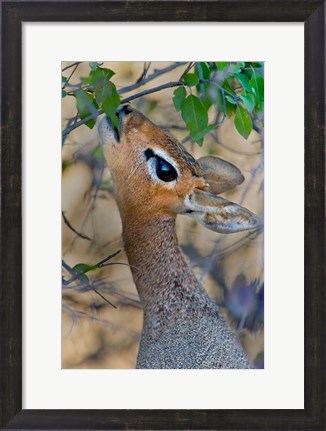 Framed Damara Dik-Dik, Etosha National Park, Namibia Print
