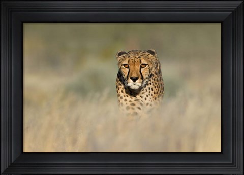 Framed Cheetah, Etosha National Park, Namibia Print