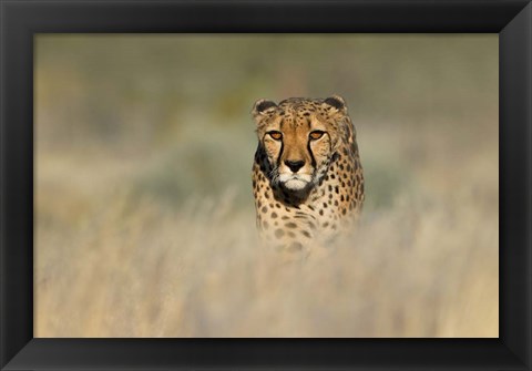 Framed Cheetah, Etosha National Park, Namibia Print