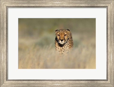 Framed Cheetah, Etosha National Park, Namibia Print
