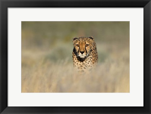 Framed Cheetah, Etosha National Park, Namibia Print