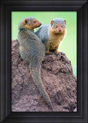 Framed Dwarf Mongooses, Tarangire National Park, Tanzania Print