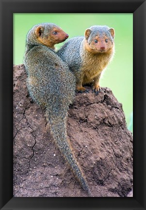 Framed Dwarf Mongooses, Tarangire National Park, Tanzania Print