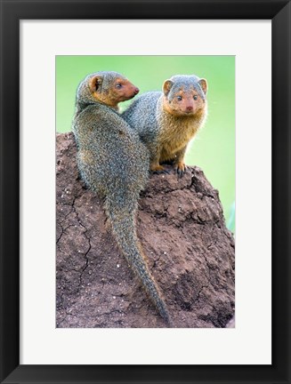 Framed Dwarf Mongooses, Tarangire National Park, Tanzania Print