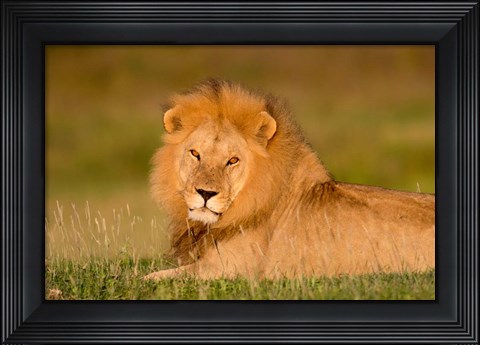 Framed African Lion, Ndutu, Ngorongoro Conservation Area, Tanzania Print