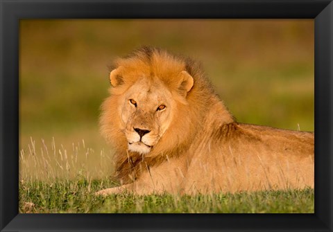 Framed African Lion, Ndutu, Ngorongoro Conservation Area, Tanzania Print