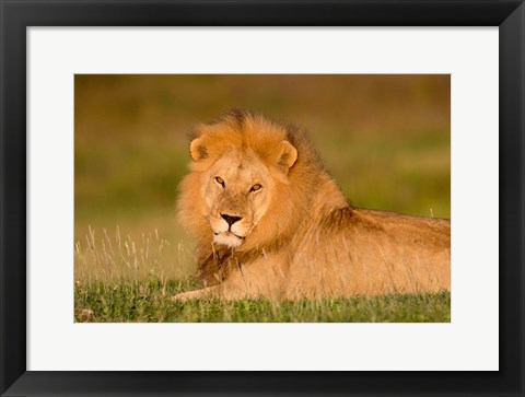 Framed African Lion, Ndutu, Ngorongoro Conservation Area, Tanzania Print