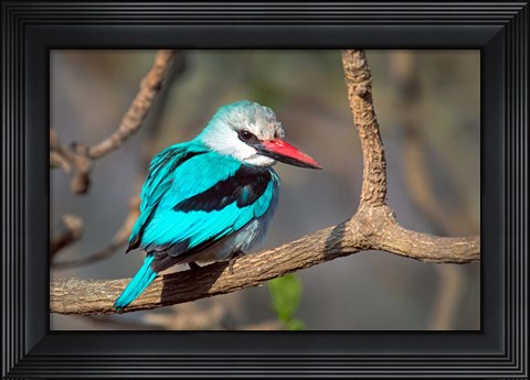 Framed Woodland Kingfisher, Tarangire National Park, Tanzania Print
