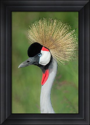 Framed Grey Crowned Crane, Ngorongoro Crater, Tanzania Print