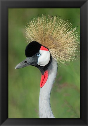 Framed Grey Crowned Crane, Ngorongoro Crater, Tanzania Print