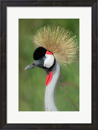 Framed Grey Crowned Crane, Ngorongoro Crater, Tanzania Print