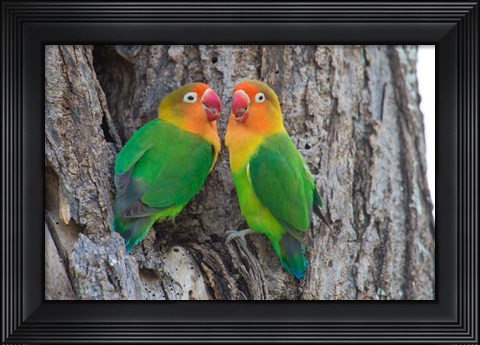 Framed Fischer&#39;s Lovebird, Ndutu, Ngorongoro Conservation Area, Tanzania Print