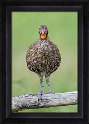 Framed Grey-Breasted Spurfowl, Ndutu, Ngorongoro Conservation Area, Tanzania Print