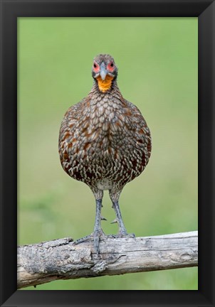 Framed Grey-Breasted Spurfowl, Ndutu, Ngorongoro Conservation Area, Tanzania Print