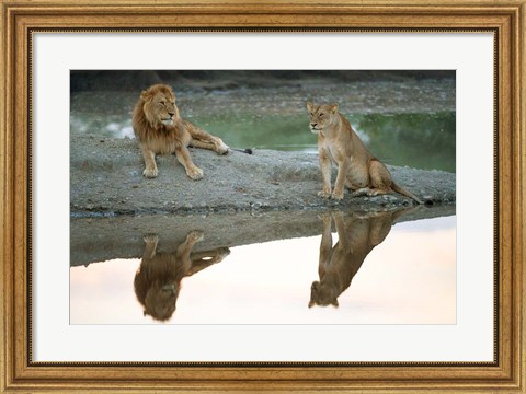 Framed African Lion and Lioness, Ngorongoro Conservation Area, Tanzania Print