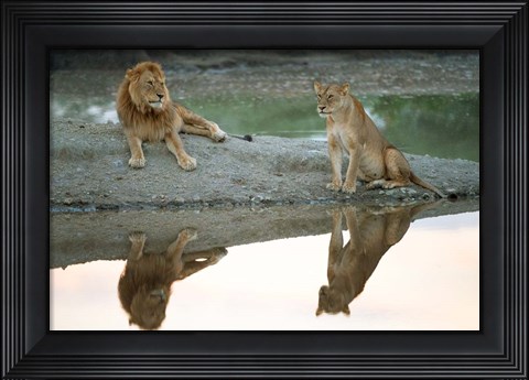 Framed African Lion and Lioness, Ngorongoro Conservation Area, Tanzania Print