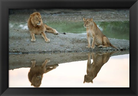 Framed African Lion and Lioness, Ngorongoro Conservation Area, Tanzania Print