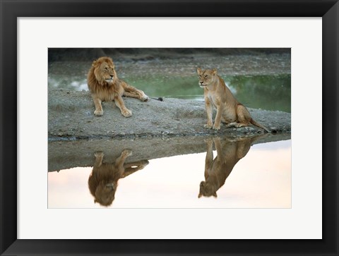 Framed African Lion and Lioness, Ngorongoro Conservation Area, Tanzania Print