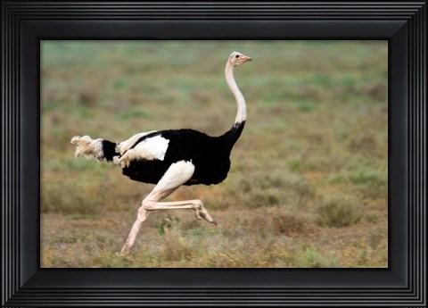 Framed Masai Ostrich, Ndutu, Ngorongoro Conservation Area, Tanzania Print
