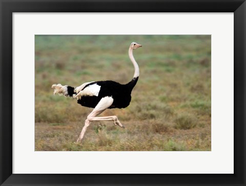 Framed Masai Ostrich, Ndutu, Ngorongoro Conservation Area, Tanzania Print