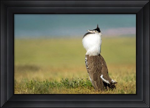 Framed Kori Bustard, Ngorongoro Conservation Area, Tanzania Print