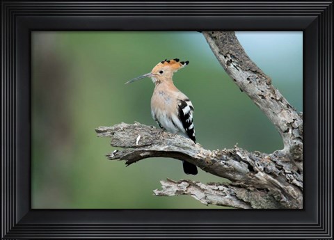 Framed African Hoopoe, Ndutu, Ngorongoro Conservation Area, Tanzania Print