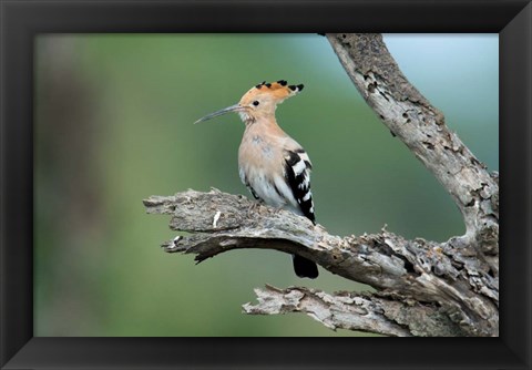 Framed African Hoopoe, Ndutu, Ngorongoro Conservation Area, Tanzania Print